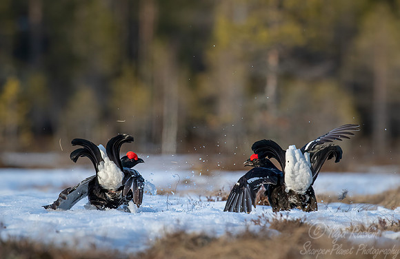 054 Black grouse (Lyrurus tetrix) - Finland