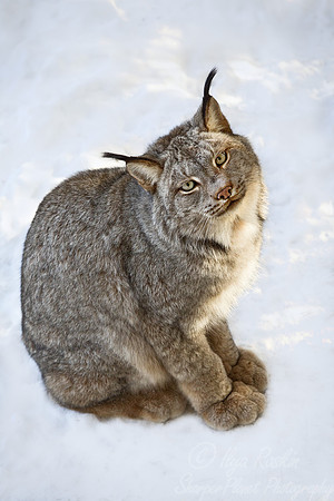 074 Canada lynx (Lynx canadensis) - Maine
