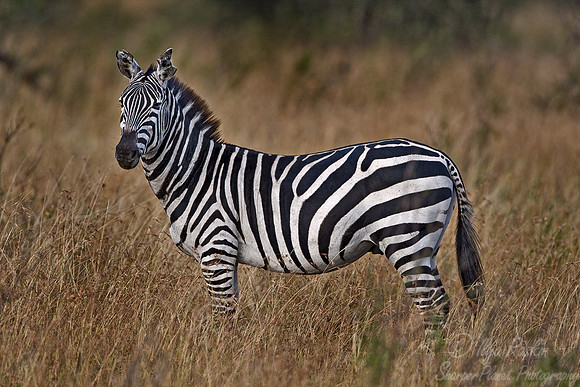 010_Plains Zebra_Tanzania