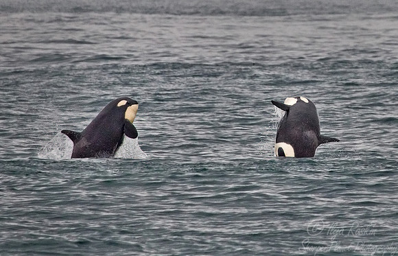 049 Killer Whale (Orcinus orca) Kamchatka - Russia