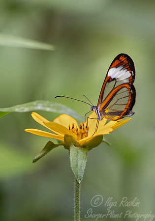 45 Clearwing butterfly (Pteronymia spp) - Ecuador