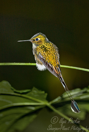 031 Booted Racket-tail - Ecuador