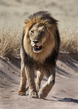 169 Lion (Panthera leo) - Kgalagadi Transfrontier Park SA