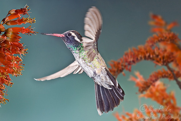 027 Whiteeared Hummingbird - AZ