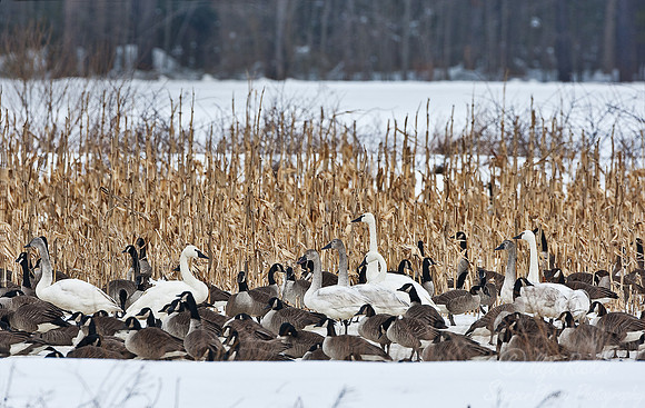 031 Snow and Canada Geese Blackwater NWR - MD