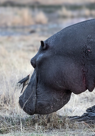 409 Hippopotamus (Hippopotamus amphibius) - Botswana (2)