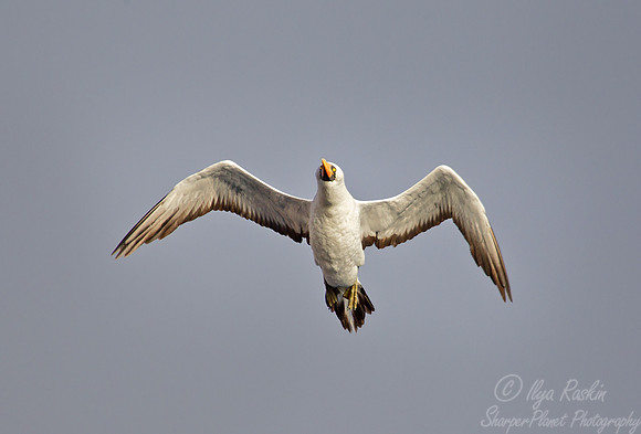 071 Red-footed Booby (Sula sula) Galapagos ecuador