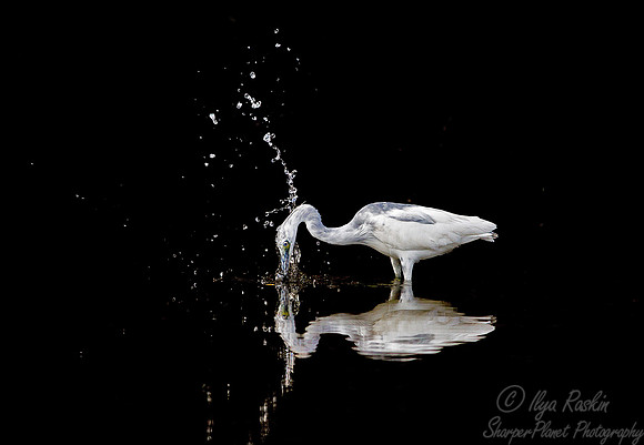 183 Little Blue Heron - juvenile (Egretta caerulea) FL