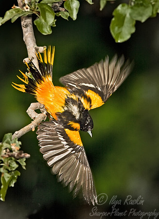 074 Baltimore Oriole - MI
