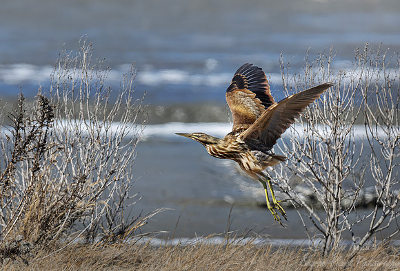 378 American bittern (Botaurus lentiginosus) - NJ