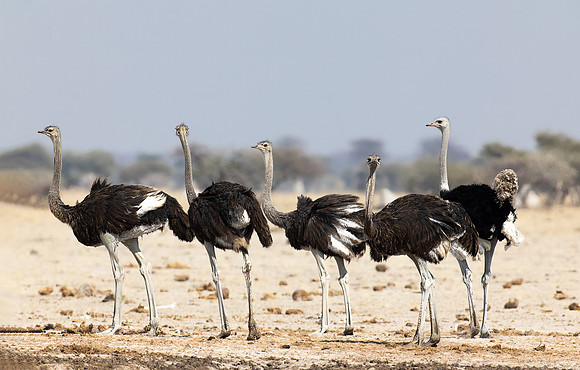 195 South African ostrich (Struthio camelus australis) - Botswana
