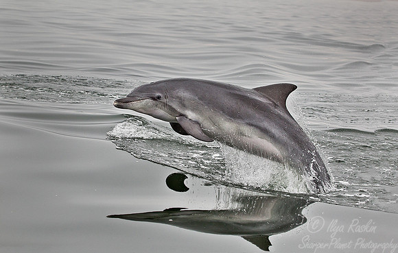 033 Common Bottlenose Dolphin (Tursiops truncatus) - Namibia