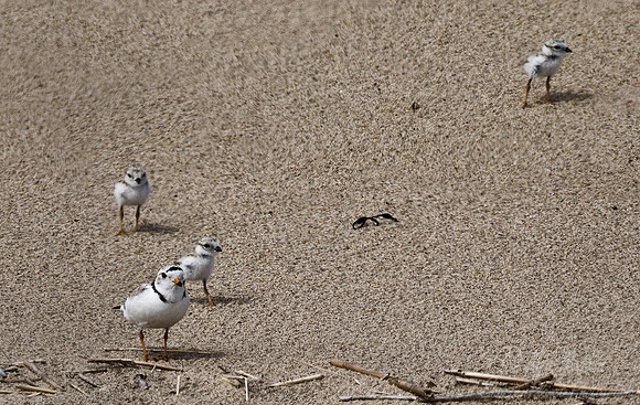 114 Piping Plovers (Charadrius melodus) - ME