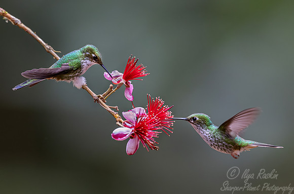 463 White-booted racket-tail females (Ocreatus underwoodii) - Colombia cloud forest