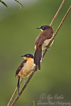 104 Black-capped Donacobius (Donacobius atricapilla) - Ibera Wetlands Argentina