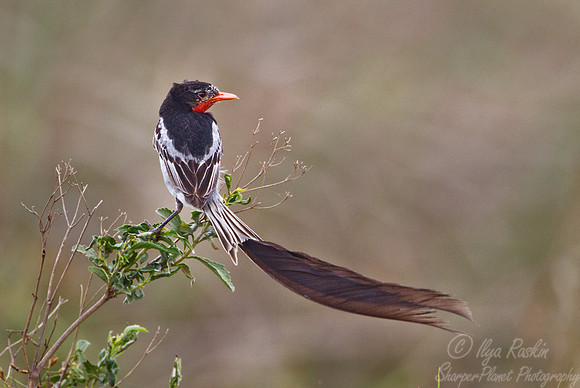 103 Strange-tailed Tyrant (Alectrurus risora) - Ibera Wetlands Argentina