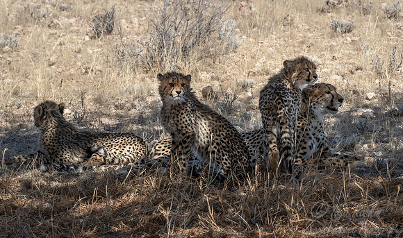 205 Cheetahs (Acinonyx jubatus) - Kgalagadi Transfrontier Park SA