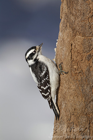 093 Downy Woodpecker female (Picoides pubescens) - NJ