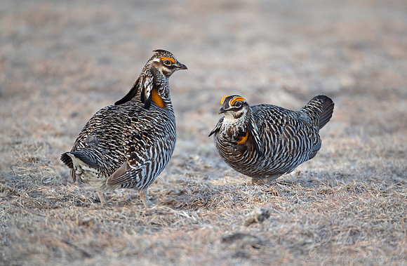 028 Greater prairie chickens (Tympanuchus cupido) - CO