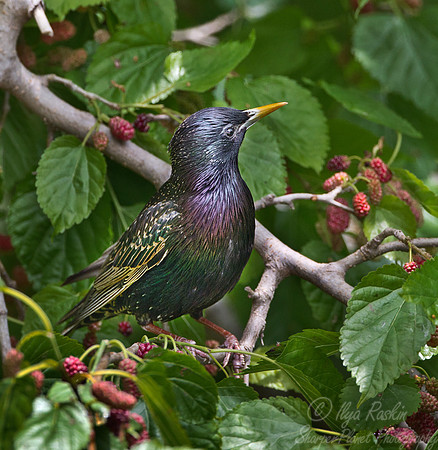 075 Common Starling (Sturnus vulgaris) - Argentina