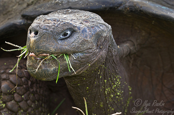049 Galapagos giant tortoise (Chelonoidis nigra) - Galapagos Ecuador