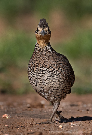 023 Northern bobwhite quail female (Colinus virginianus) - TX