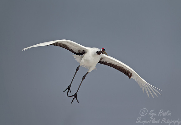 072 Red-crowned Crane (Grus japonensis) - Hokkaido Japan