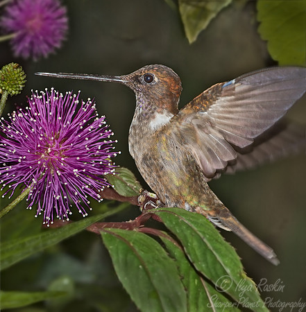 002 Brown Inca - Ecuador