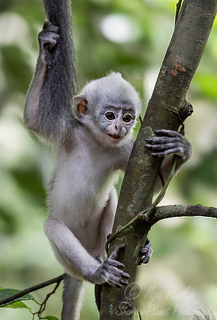 233 Thomas's langur baby (Presbytis thomasi) - Sumatra Indonesia