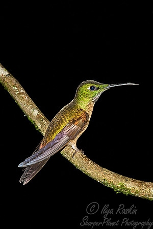 039 Fawn-breasted Brilliant male - Ecuador