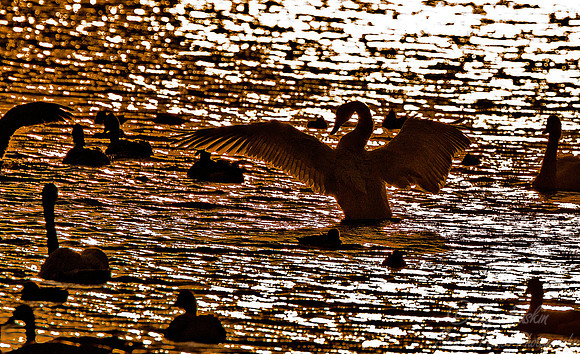 059 Ducks and Swans - NJ