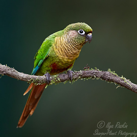 435 Maroon-bellied parakeet (Pyrrhura frontalis) - Brazil Atlantic forest