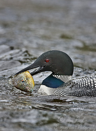 038 Common Loon - MI