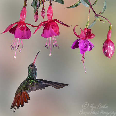 442 Rufous-tailed hummingbird (Amazilia tzacatl) - Colombia cloud forest