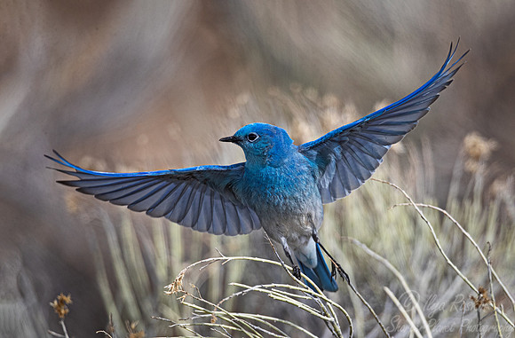 123 Western bluebird (Sialia mexicana) - CO