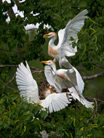 2011 Louisiana birds