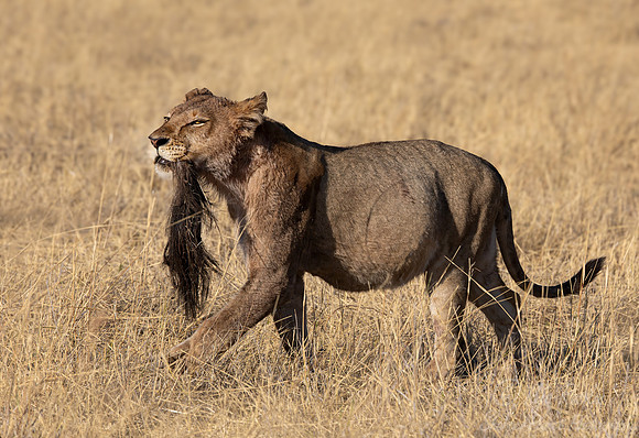 230 Lion (Panthera leo) - Botswana