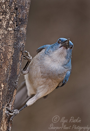 015 Mexican Jay - AZ