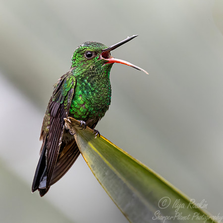 436 Steely-vented hummingbird (Saucerottia saucerottei) - Colombia cloud forest