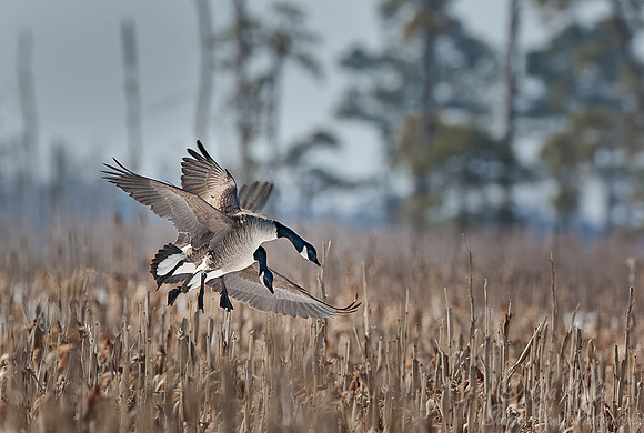 032 Canada Geese (Branta canadensis) Blackwater NWR - MD