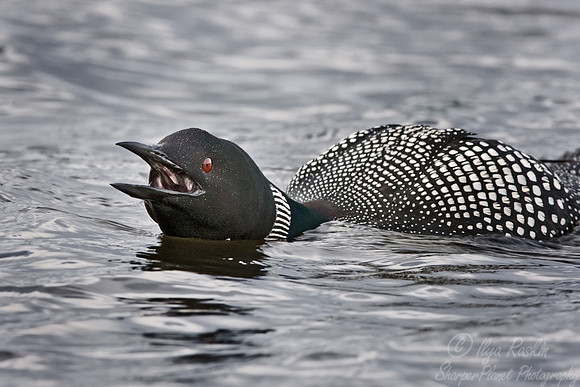 061 Common Loon - MI