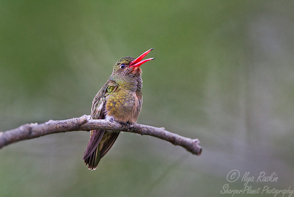 053 Gilded or Sapphire Hummingbird (Hylocharis chrysura) - Argentina