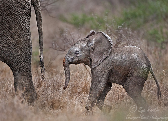 010_African Elephants_Madikwe_S Africa
