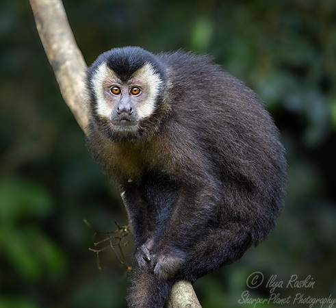 220 Black capuchin (Sapajus nigritus) - Brazil Atlantic forest