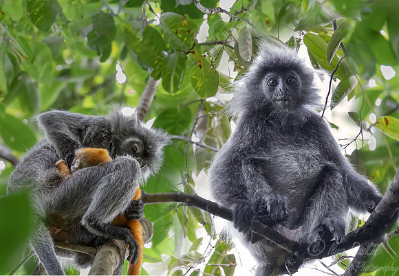 222 Silvery lutung (Trachypithecus cristatus) - Sumatra Indonesia
