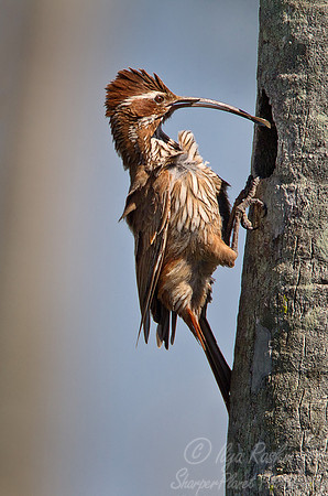 095 Scimitar-billed Woodcreeper (Drymornis bridgesii) - Ibera Wetlands Argentina