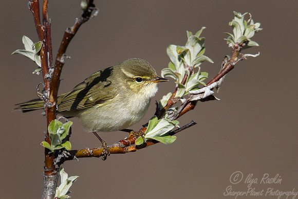 014 Arctic Warbler (Phylloscopus borealis) - Nome AK
