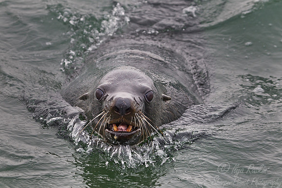 046 Brown Fur Seal (Arctocephalus pusillus) - Namibia
