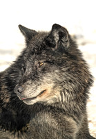 2015 Algonquin Canada