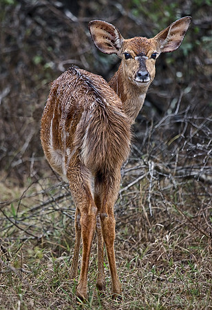 054_Nyala_female_South Africa